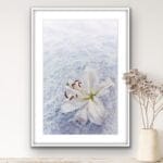 In Water. Lily