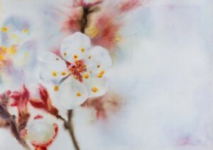 Blossom of the spring, watercolor on paper, 29x40 cm