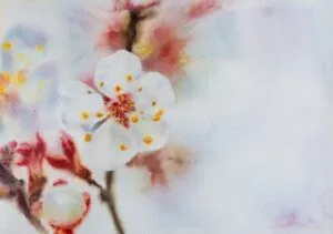 Blossom of the spring, watercolor on paper, 29x40 cm