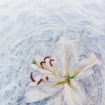 In Water. Lily, watercolor on paper, 56x38 cm