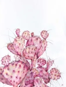 Pink opuntia, watercolor on paper, 36x27 cm