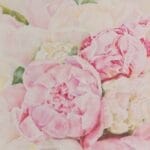 Peonies soft pastels on paper - 42x30 cm