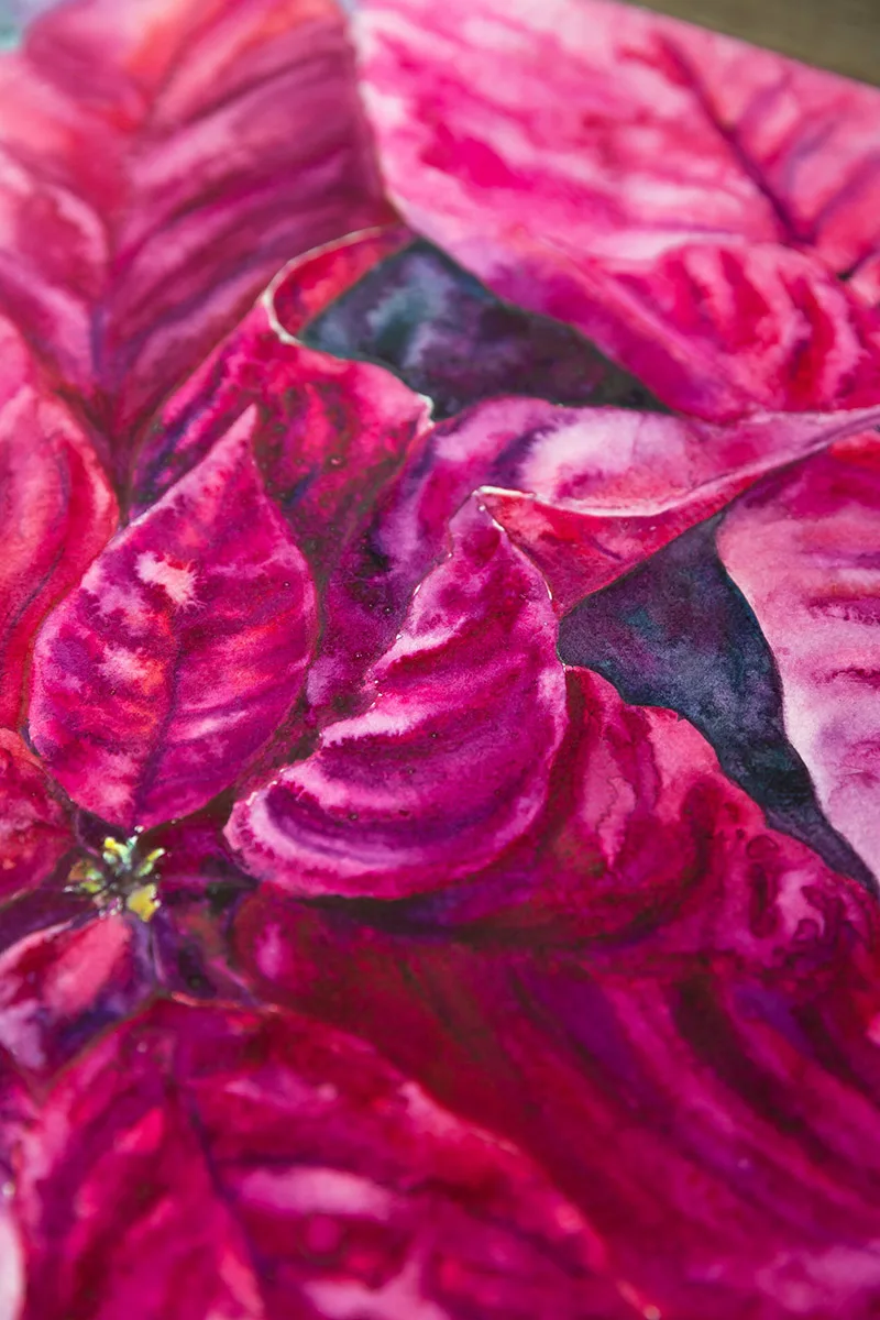 Detailed view of the Poinsettia's center, showing the delicate interplay of color and light, reflecting the bold, expressive watercolor style.