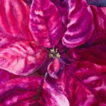 Close-up of vibrant magenta and red Poinsettia petals with rich brushstrokes, capturing the texture and festive charm of this Christmas flower.