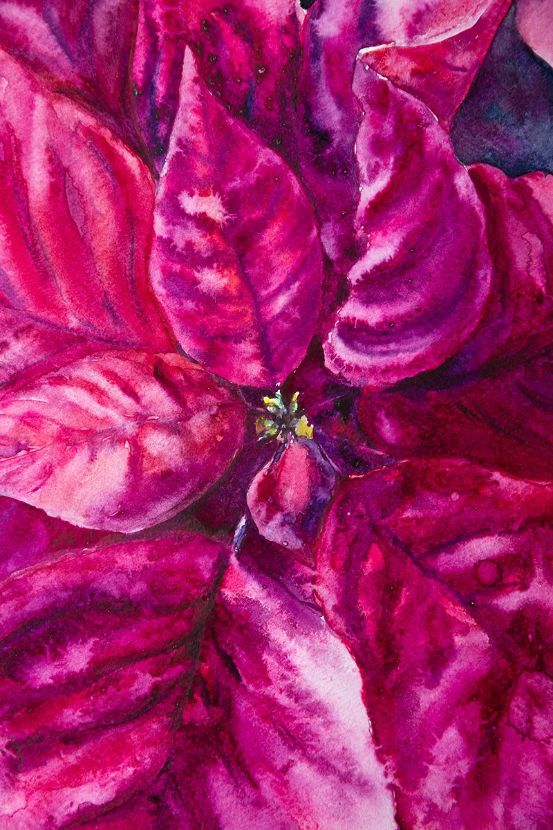 Close-up of vibrant magenta and red Poinsettia petals with rich brushstrokes, capturing the texture and festive charm of this Christmas flower.