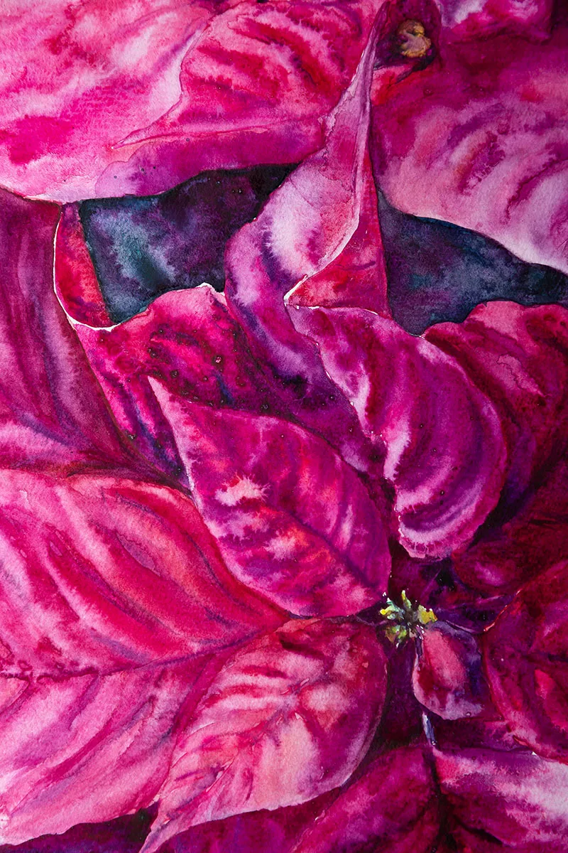 Detailed closeup of the Poinsettia petals, showcasing the rich magenta hues and expressive brushstrokes in this festive watercolor painting.