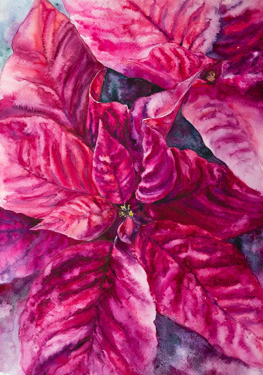 Vibrant magenta and red Poinsettia flower painted in an expressionistic style, with dynamic brushstrokes capturing the festive spirit of the holiday season. The painting embodies the warmth, beauty, and energy of the iconic Christmas flower, making it a perfect seasonal artwork for bringing color and joy to any space.