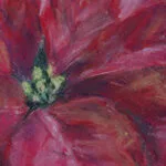 Red poinsettia flower