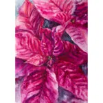 Original watercolor painting of a vibrant Poinsettia flower in magenta and red, capturing the festive essence of the Christmas Star.