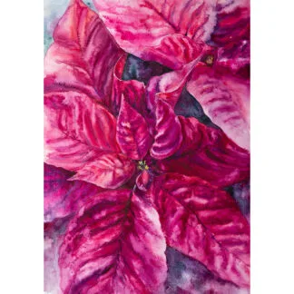 Original watercolor painting of a vibrant Poinsettia flower in magenta and red, capturing the festive essence of the Christmas Star.