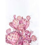 Watercolor painting of a pink opuntia cactus with soft pastel tones on white paper, showcasing the beauty of desert flora.
