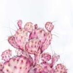"Pink opuntia cactus" botanical watercolor painting features a pink opuntia cactus on a white background, showcasing soft pink and purple tones with desert flora and nature-inspired elegance in a serene and modern style.
