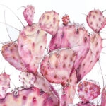 Detailed watercolor depiction of a soft pink opuntia cactus flower, highlighting its fine textures and pastel color palette.