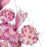 Detailed close-up of the pink opuntia cactus showing the delicate pastel hues and fine brushstrokes, capturing the intricate texture of the plant.