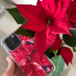 Hand holding Red Poinsettia MagSafe iPhone case near real poinsettia plant, festive watercolor flower case for iPhone 14, 15, 16.
