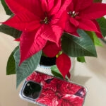 MagSafe iPhone case with red poinsettia Christmas flower on table beside real plant, holiday-themed clear phone cover with artistic floral print.
