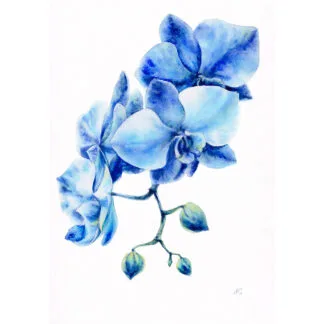 Blue Orchids – Original Watercolor Painting of Delicate Blue Orchid Flowers, Hand-Painted Botanical Art by Kateryna Nazarenko