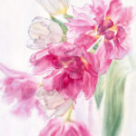 Watercolor painting of pink and white tulips with delicate, flowing petals, capturing their graceful movement and soft botanical beauty.