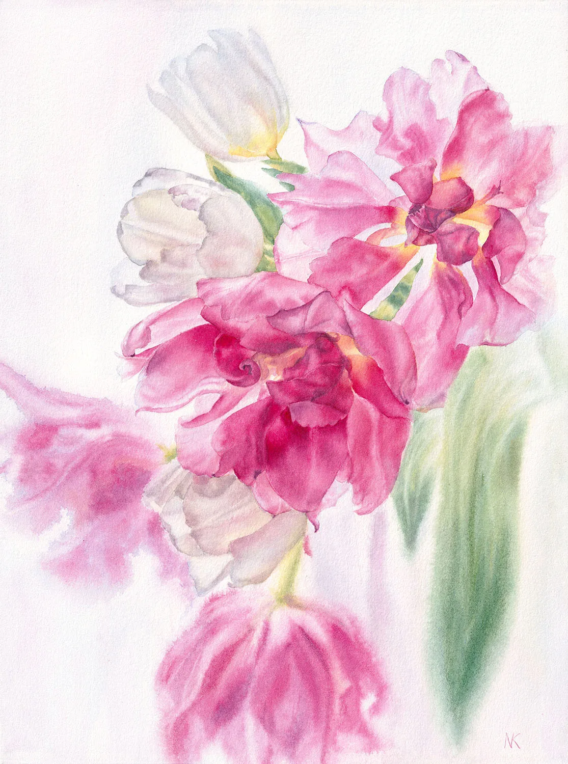Watercolor painting of pink and white tulips with delicate, flowing petals, capturing their graceful movement and soft botanical beauty.