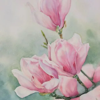 Watercolor painting of soft pink magnolia flowers in full bloom, with delicate petals and a blurred green background, capturing the elegance and beauty of springtime.