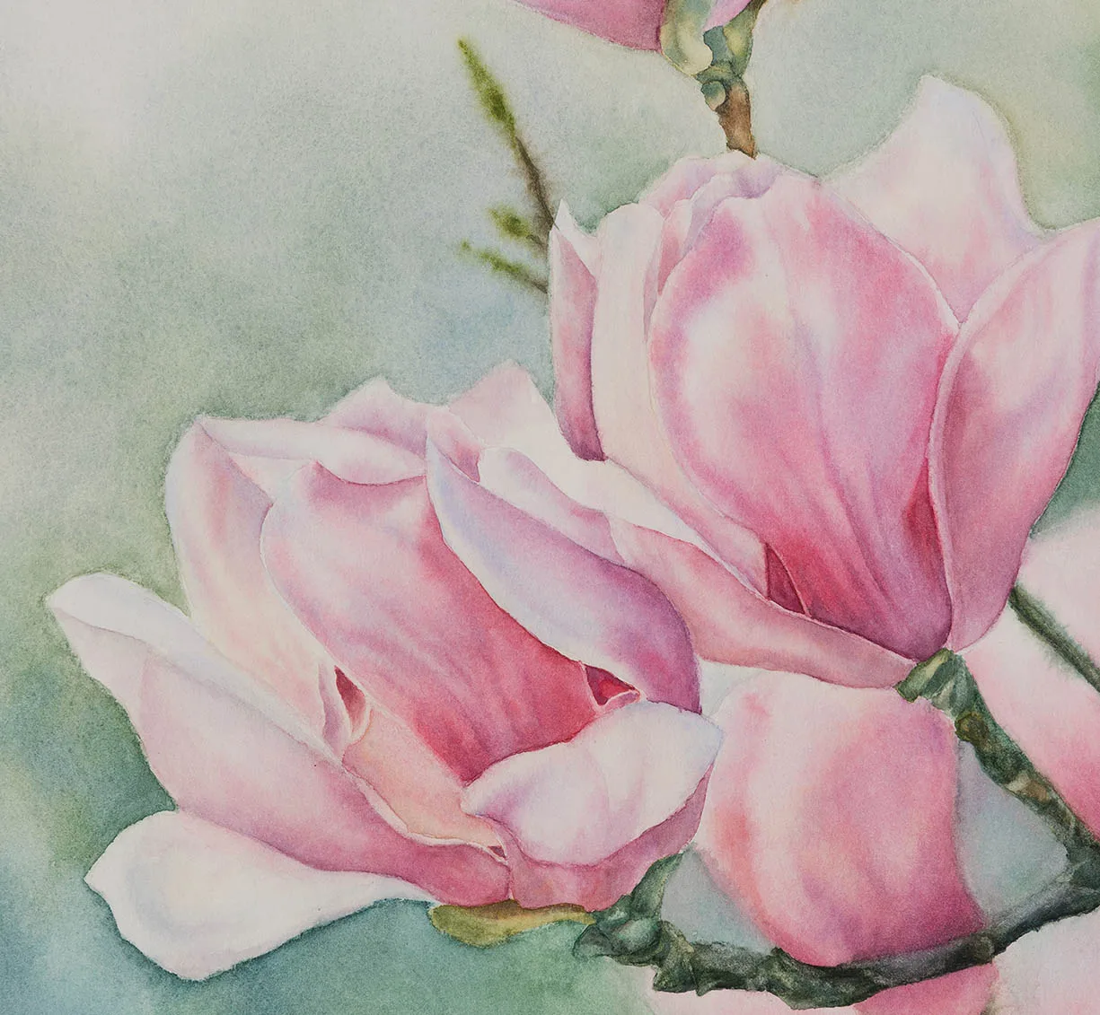 Detailed view of magnolia petals in Pink Magnolias, highlighting soft brushstrokes and the luminous effect of watercolor.